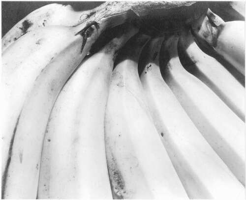 Edward Weston: Forms of Passion: Terence Pitts, Trudy Wilner