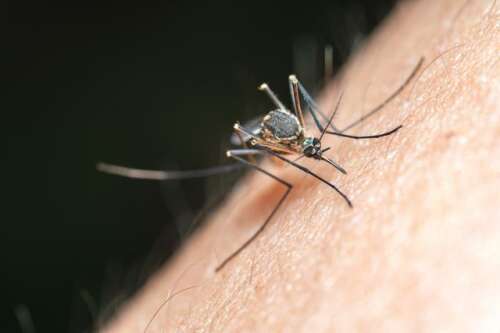Positive Result Confirmed For West Nile Virus In Mosquitoes In Newtown