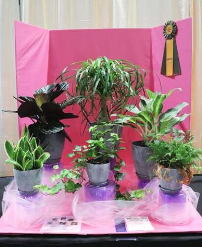 Local Gardeners Celebrate Bursting Into Spring’ Theme At State Flower ...