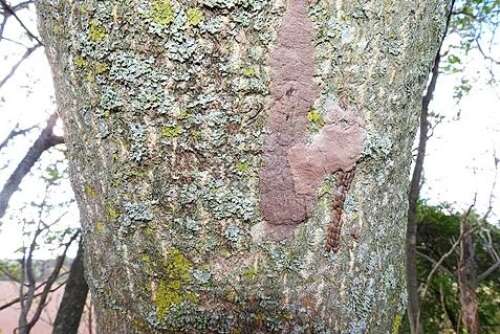Invasive Insider: Not Changing Our Colors … Still Battling Invasives ...