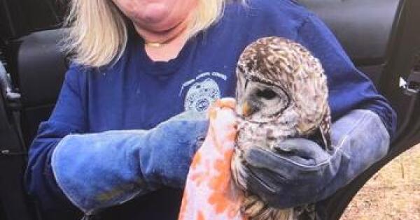 Latest Animal Control Owl Rescue Catches Social Media Attention - The Newtown Bee