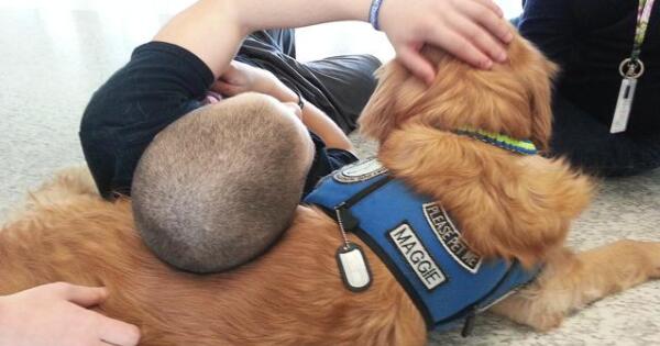 Maggie The Comfort Dog Retires To Florida After Career Of Service