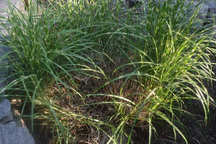 Ornamental Grasses Provide Beauty And Support Wildlife But What