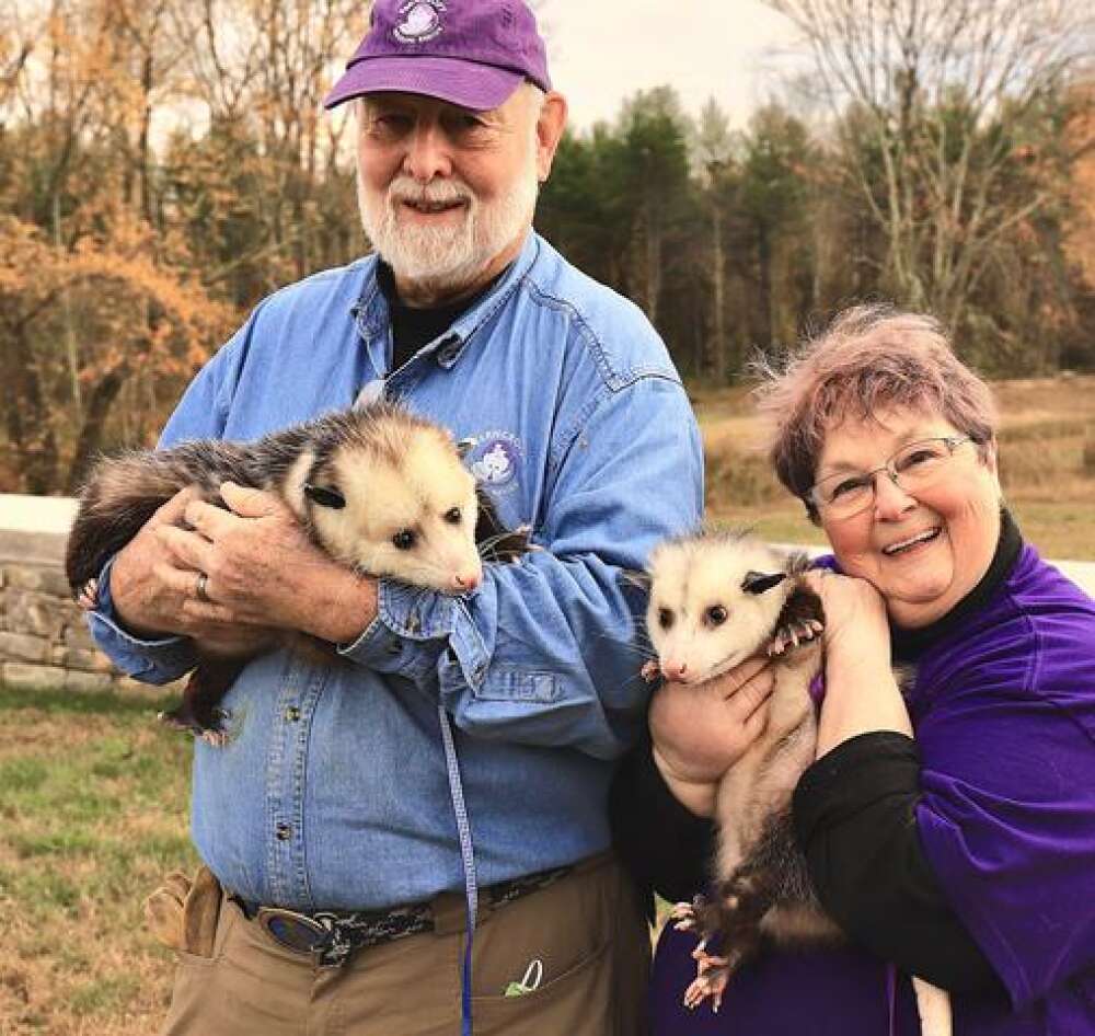 Coexisting In Harmony With Wildlife: Opossums | The Newtown Bee