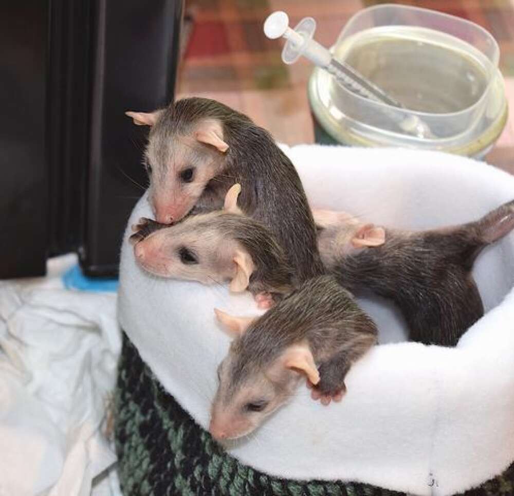 Opossums Survive in the Wild