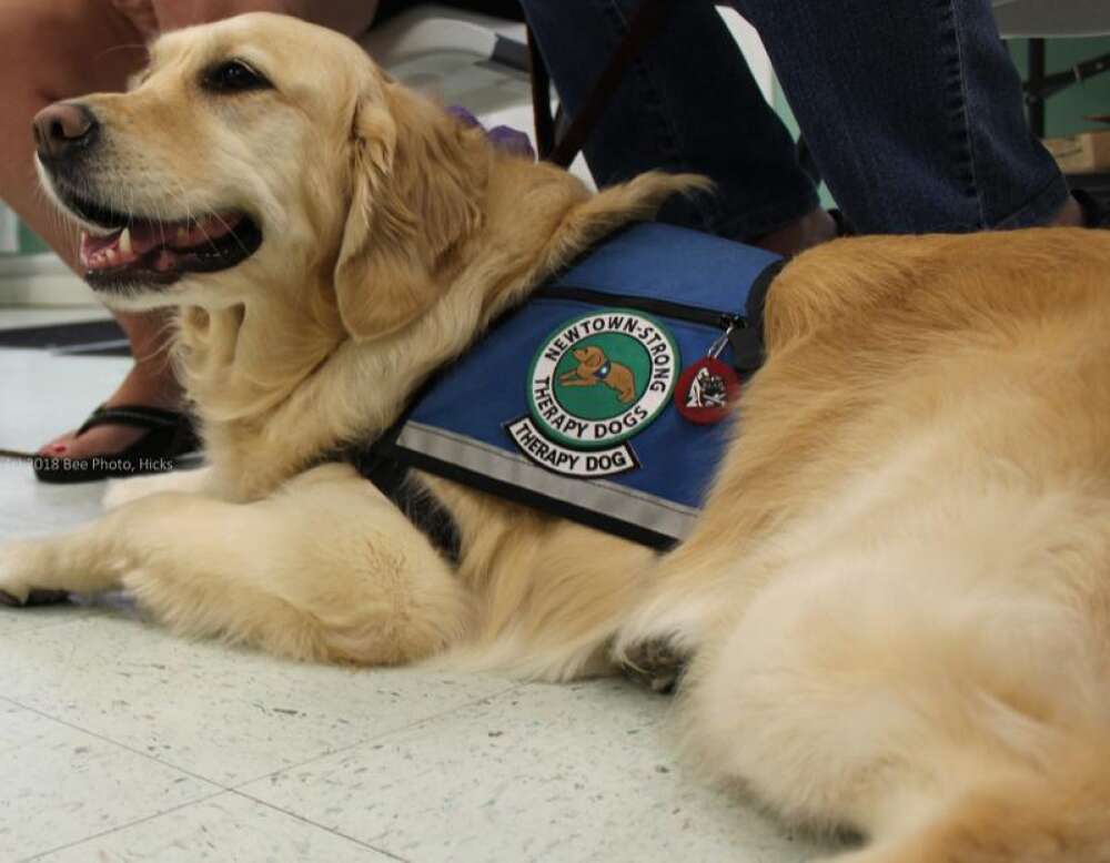 Newtown Strong Therapy Dogs Local Program Offers Ongoing Unconditional Jo The Newtown Bee