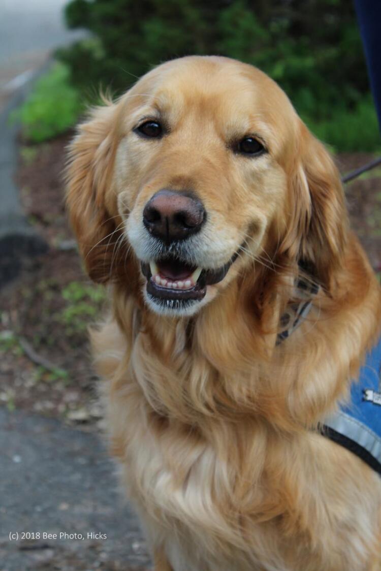 Canine Based Ministry At Local Lutheran Church Continues To Offer