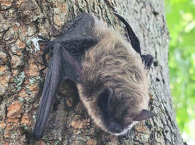 Bat Appreciation Month: Celebrating These Beneficial, Often  Mischaracterized Creatures Of The Night | The Newtown Bee